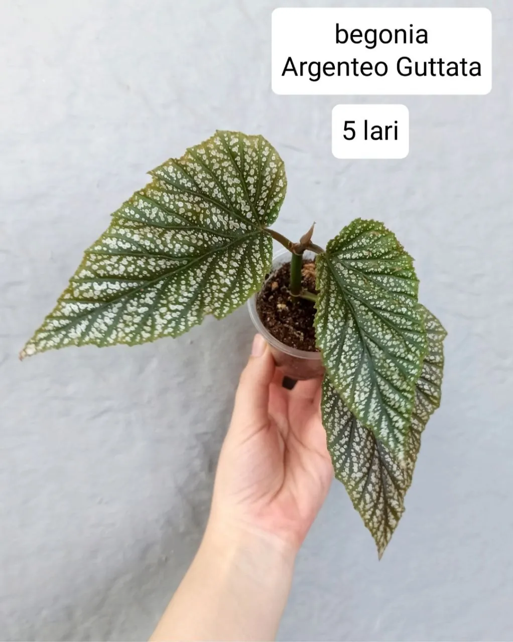 Комнатные растения разных видов 1