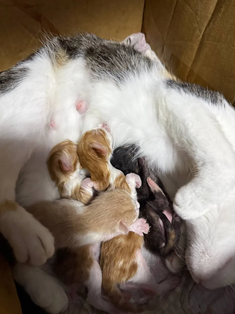 Котята-мальчики, отдам в добрые руки 1