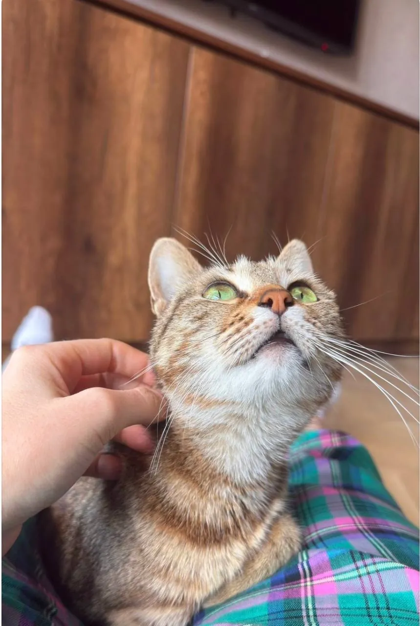 Миниатюра 3
