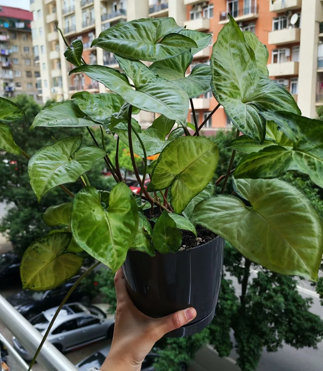 Миниатюра 5