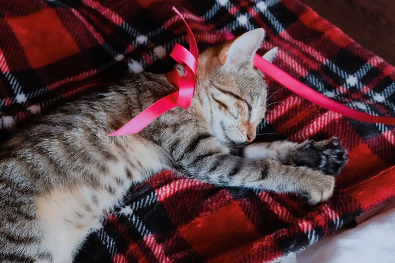 Котёнок девочка ищет дом 3