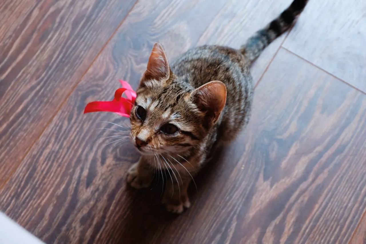 Котёнок девочка ищет дом 4