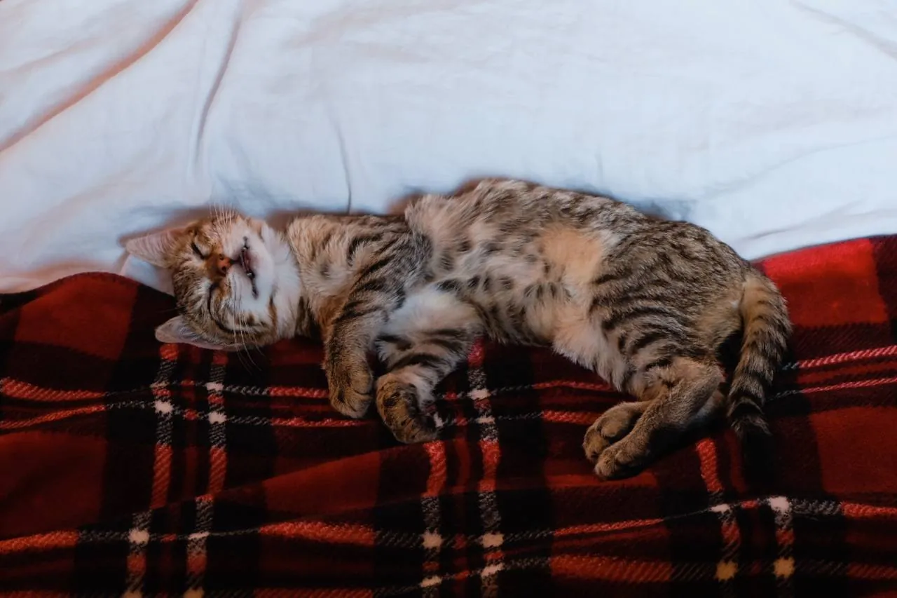 Котёнок девочка ищет дом 5