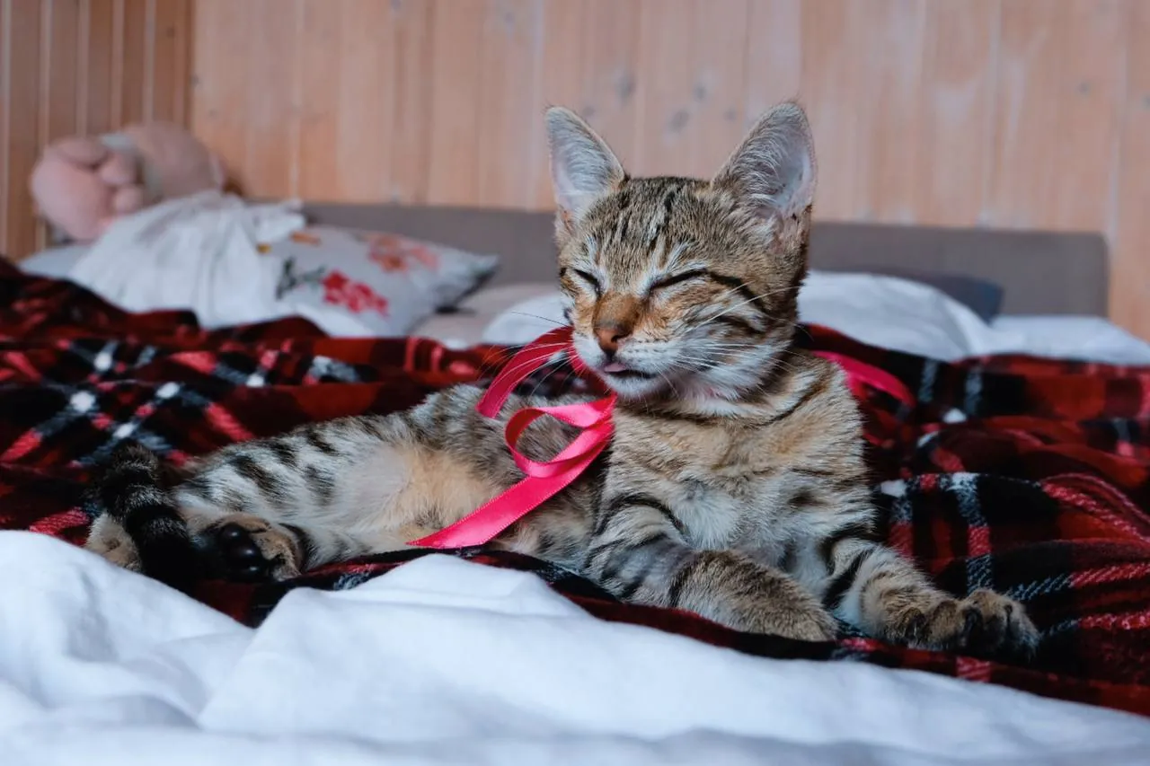 Котёнок девочка ищет дом 2