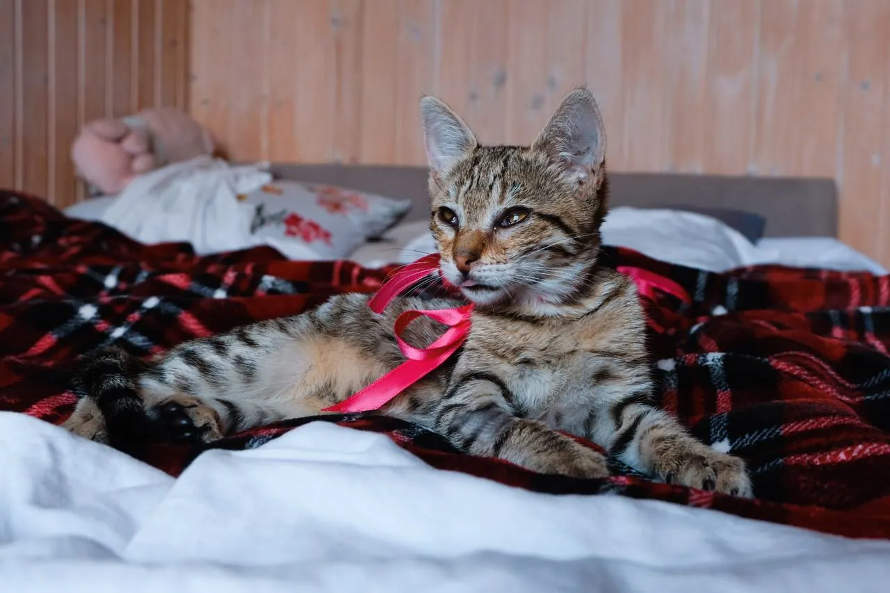 Котёнок девочка ищет дом 1