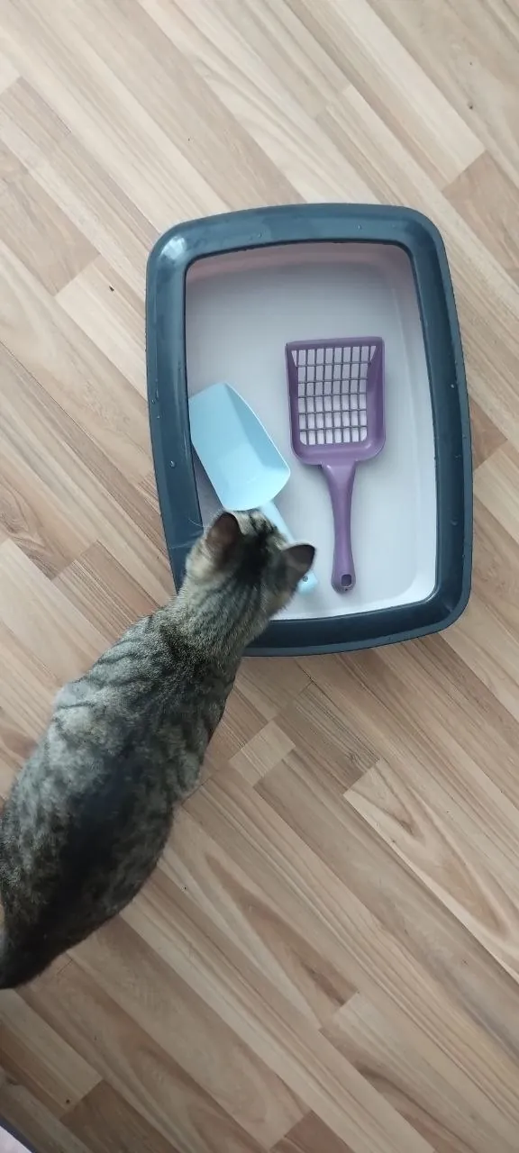 Миниатюра 2