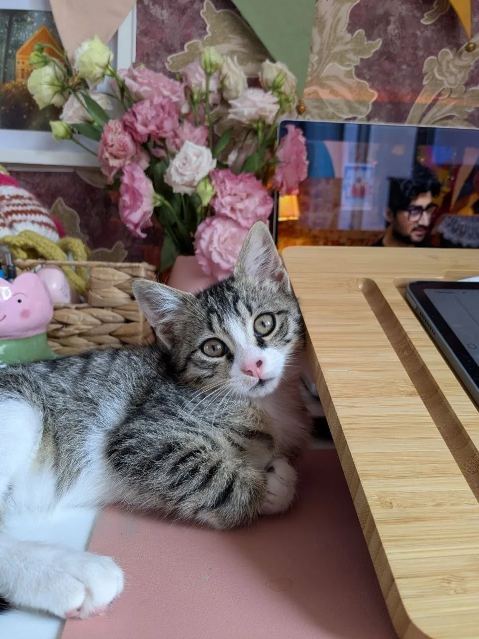Котёнок Вафля ищет дом 3 месяца 6