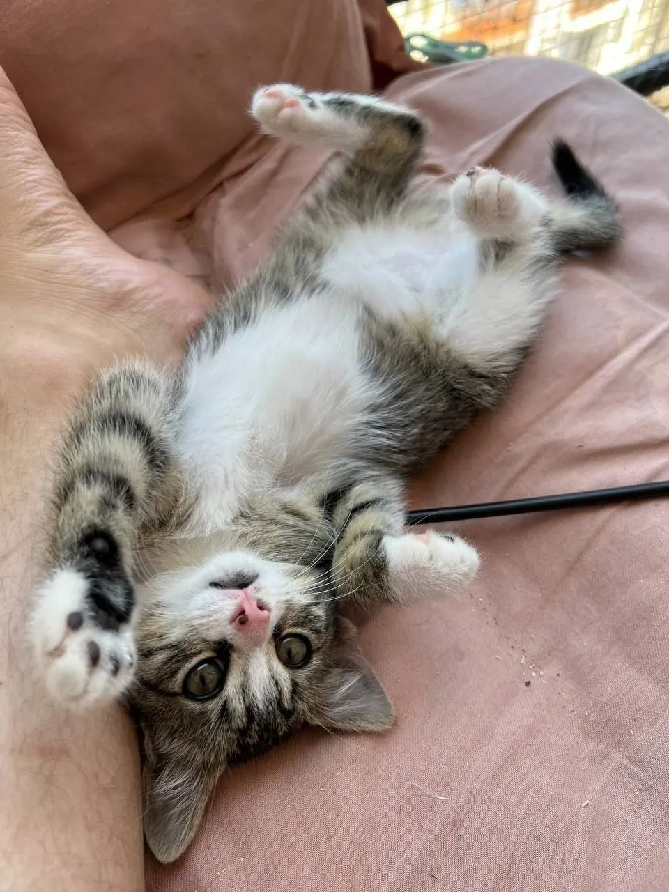 Котёнок Вафля ищет дом 3 месяца 3