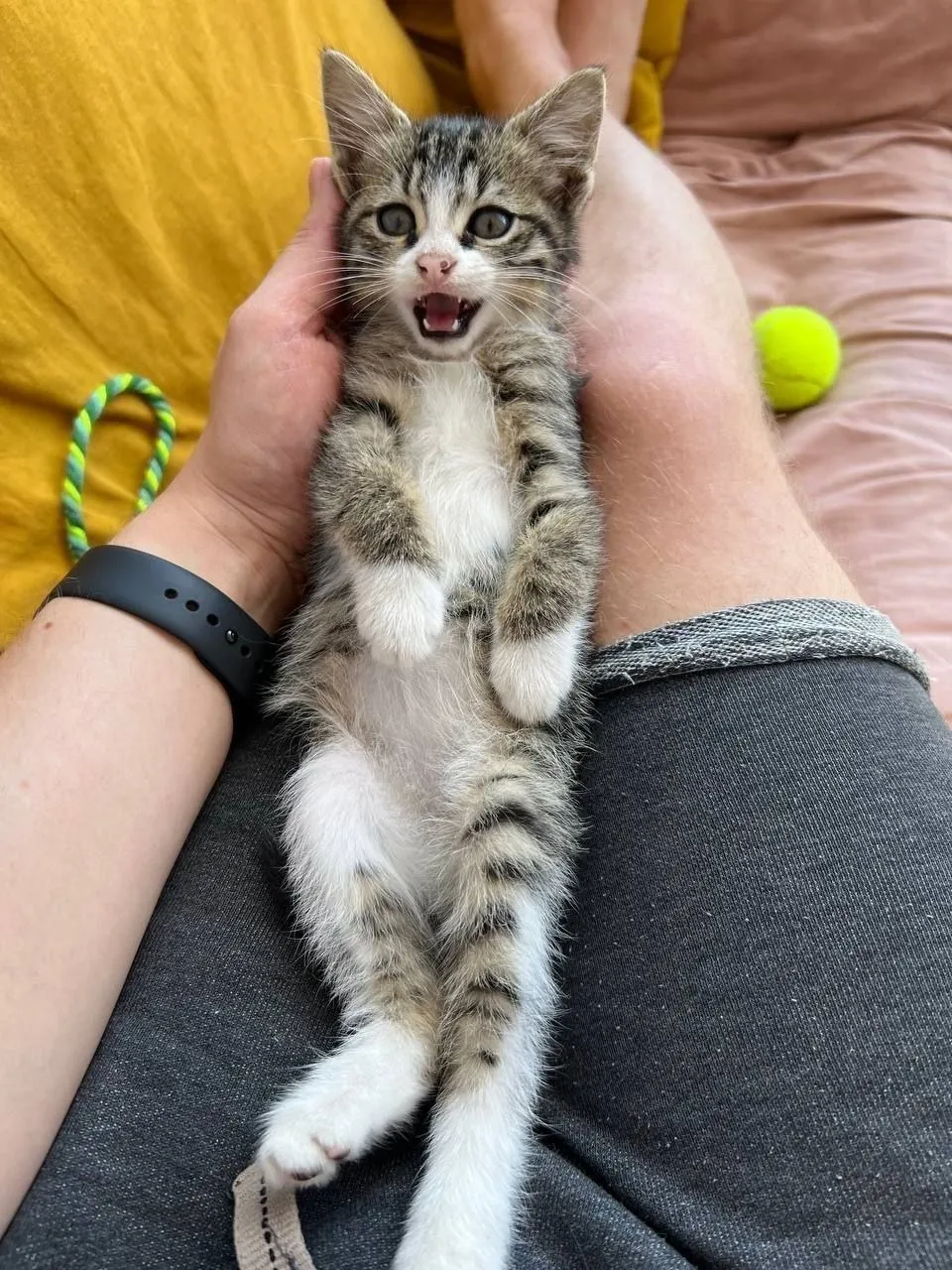 Котёнок Вафля ищет дом 3 месяца 5