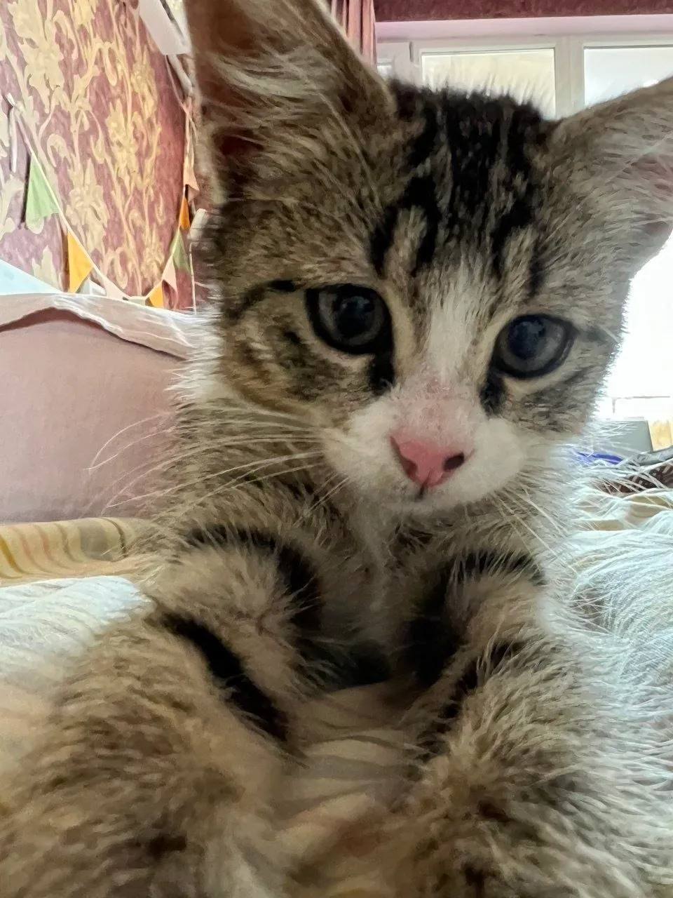Котёнок Вафля ищет дом 3 месяца 4