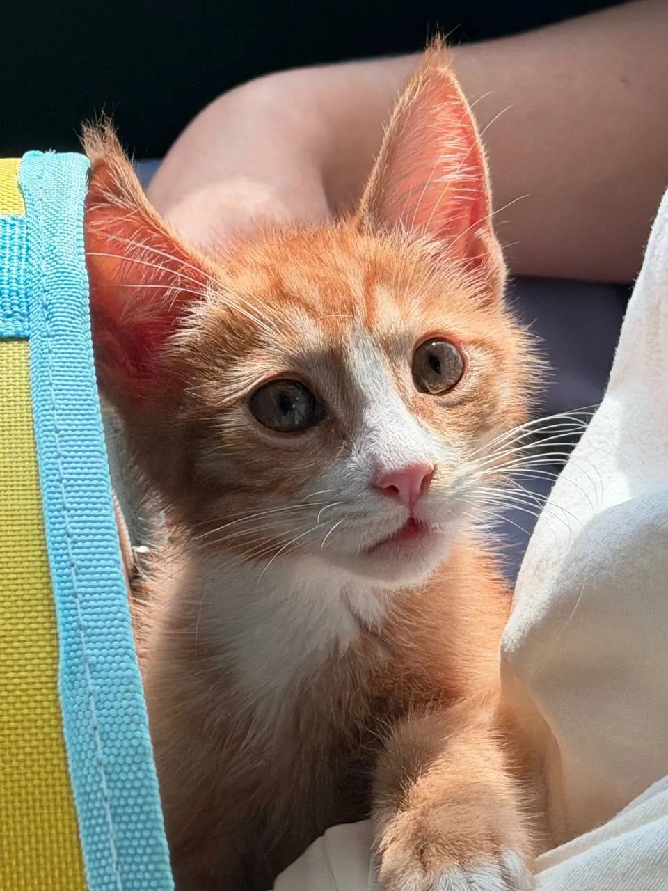 Котёнок ищет дом 1
