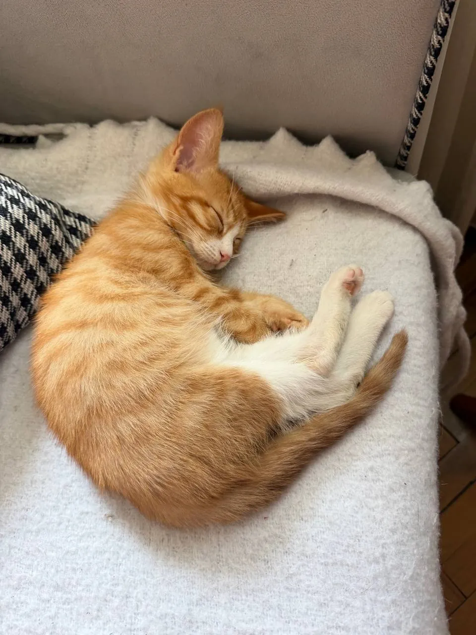 Котёнок ищет дом 2