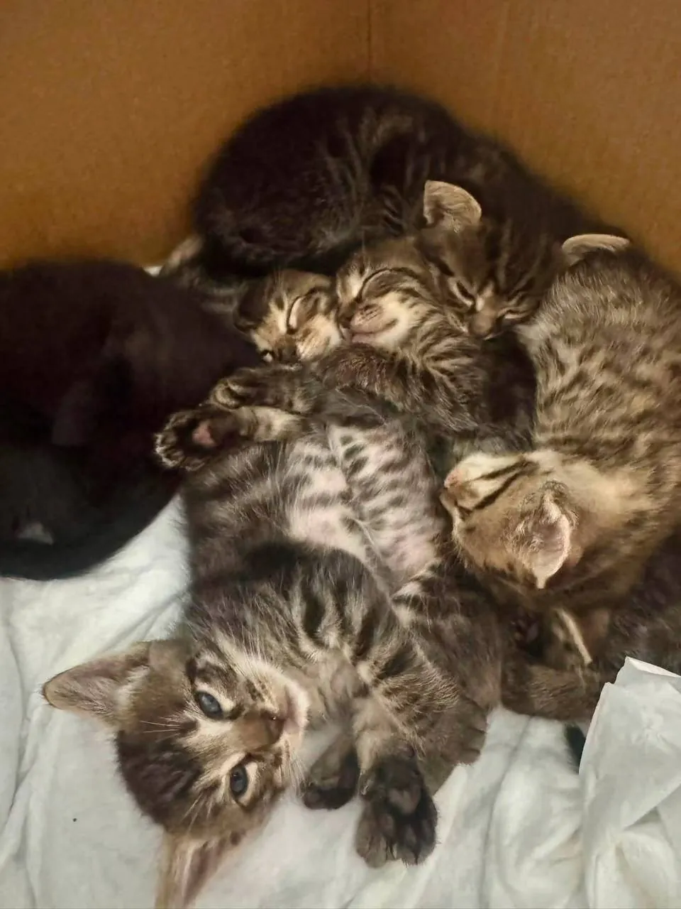 Котята и кошка в добрые руки 3