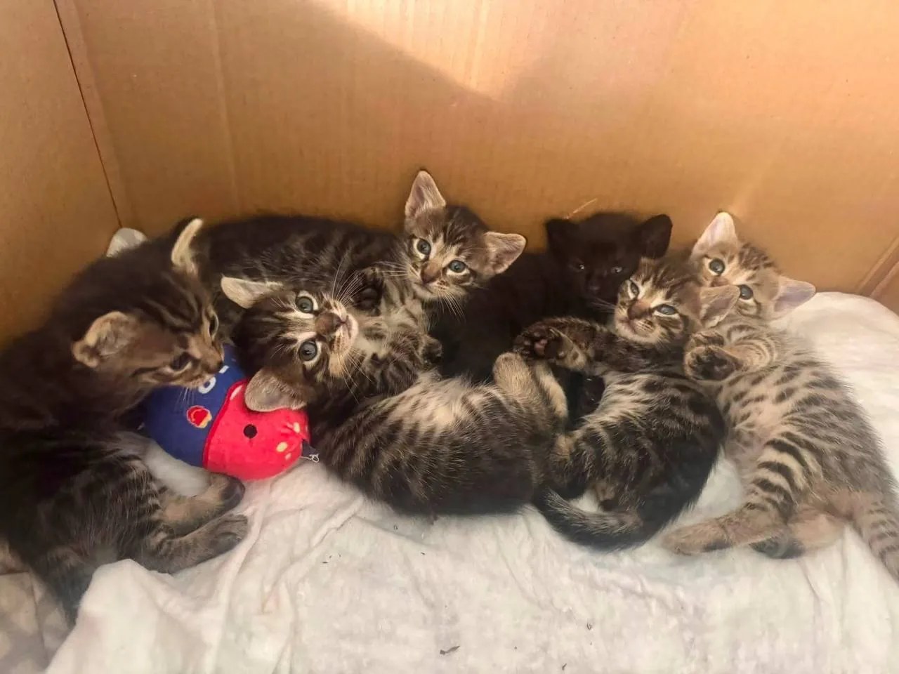 Котята и кошка в добрые руки 2