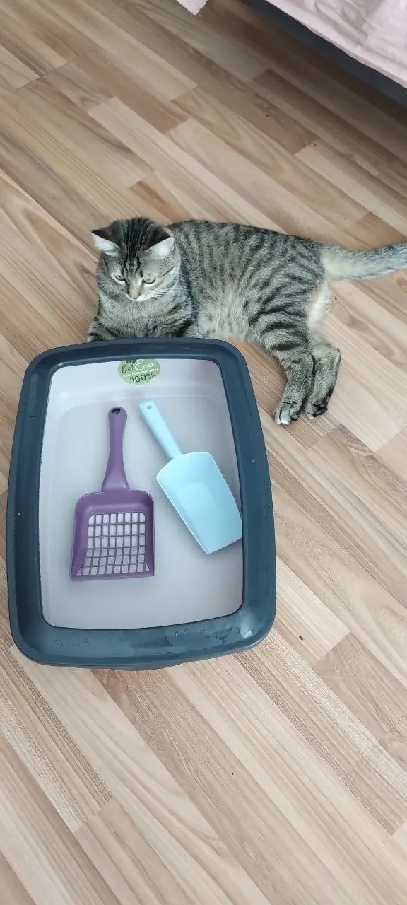 Миниатюра 3