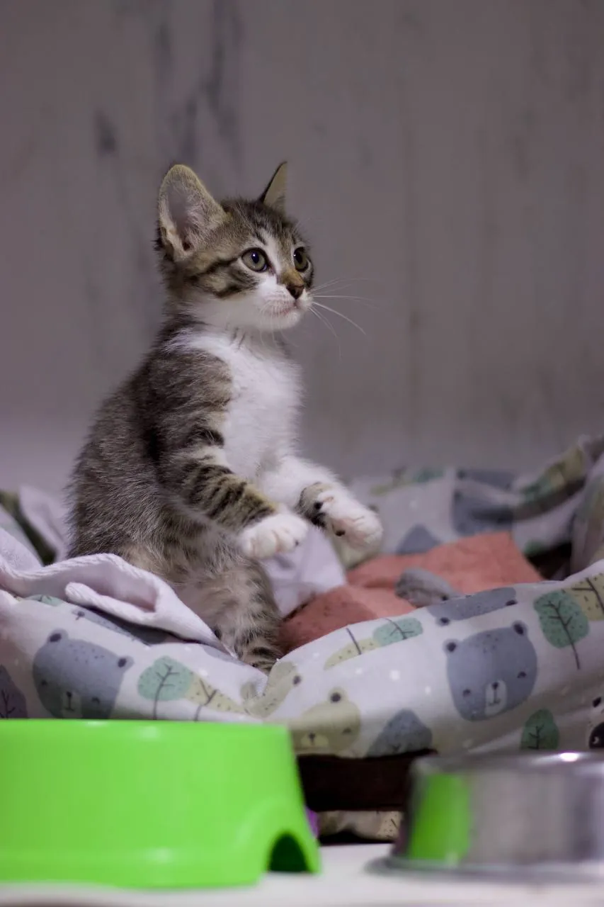Котята Космос и Саша ищут дом 3