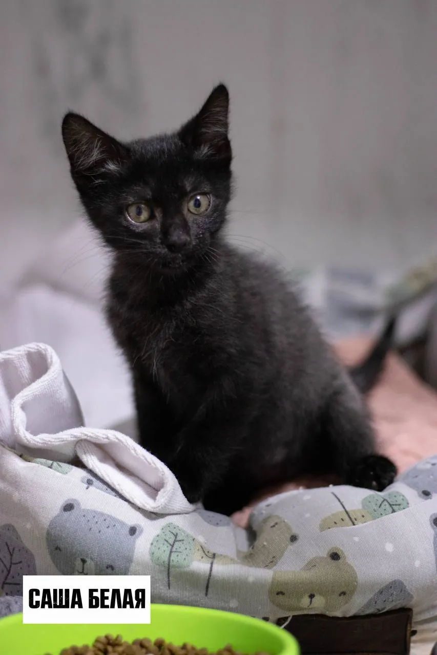 Котята Космос и Саша ищут дом 4
