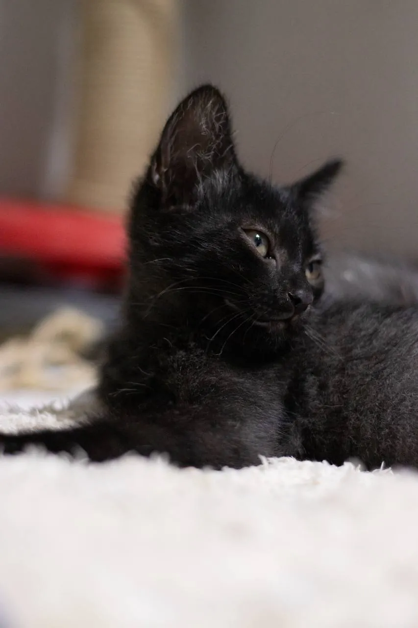 Котята Космос и Саша ищут дом 5