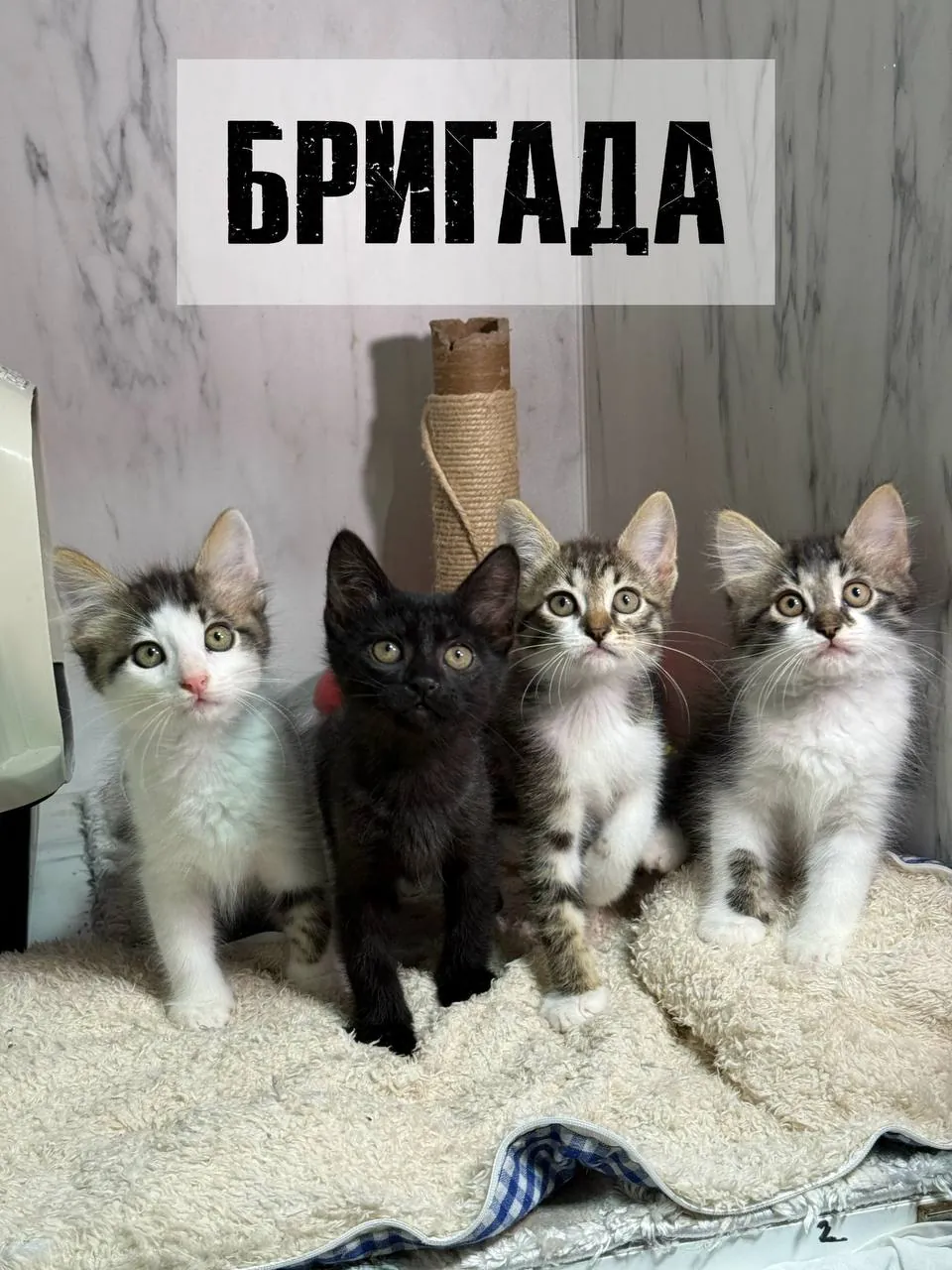 Котята Космос и Саша ищут дом 1