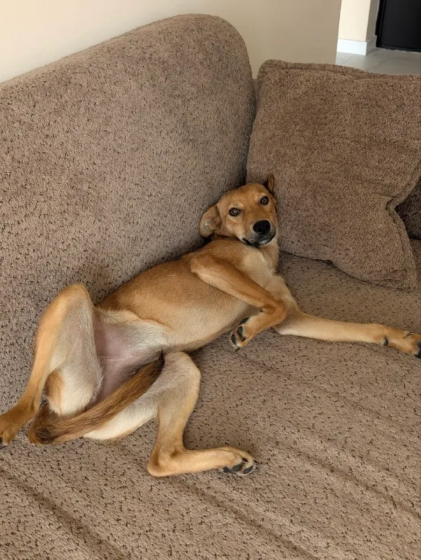 Щенок Арья ищет семью 2