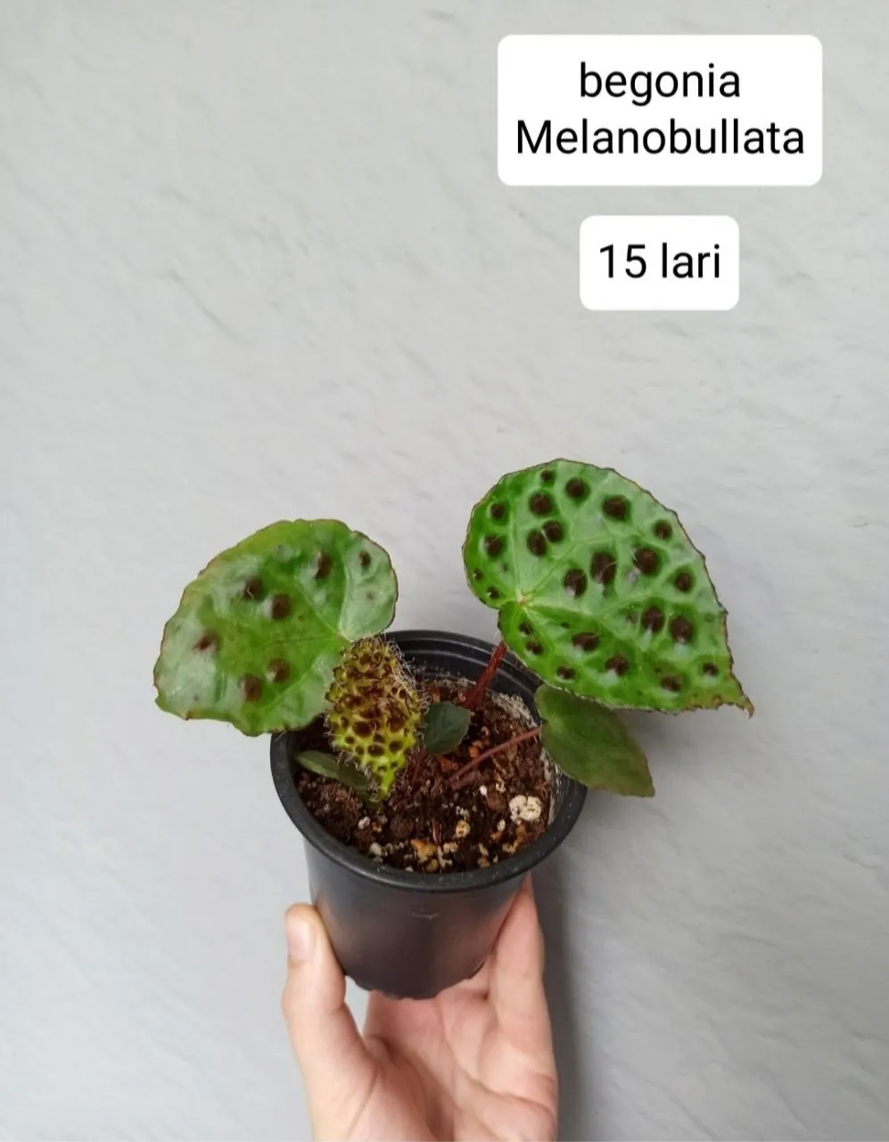 Миниатюра 8