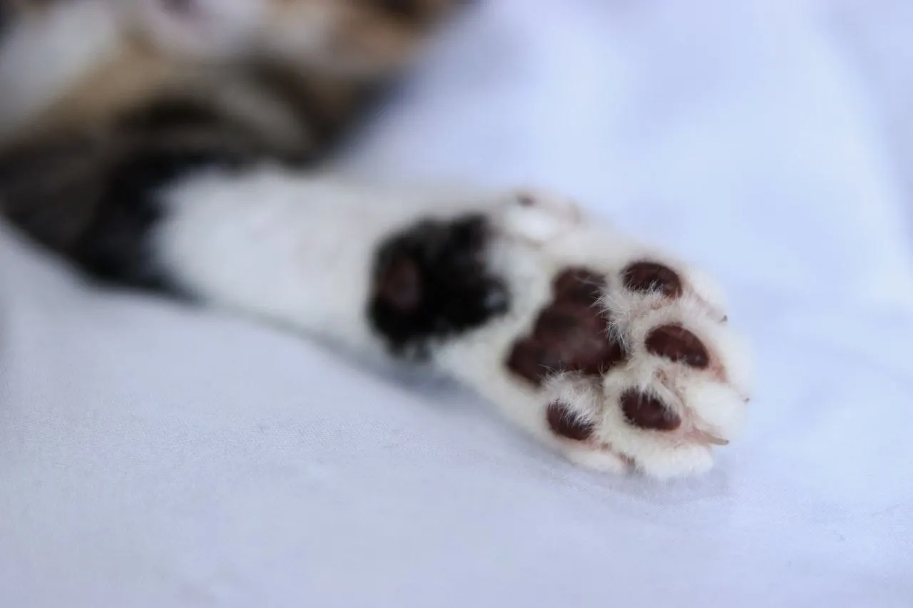 Котёнок Криспи ищет дом 9