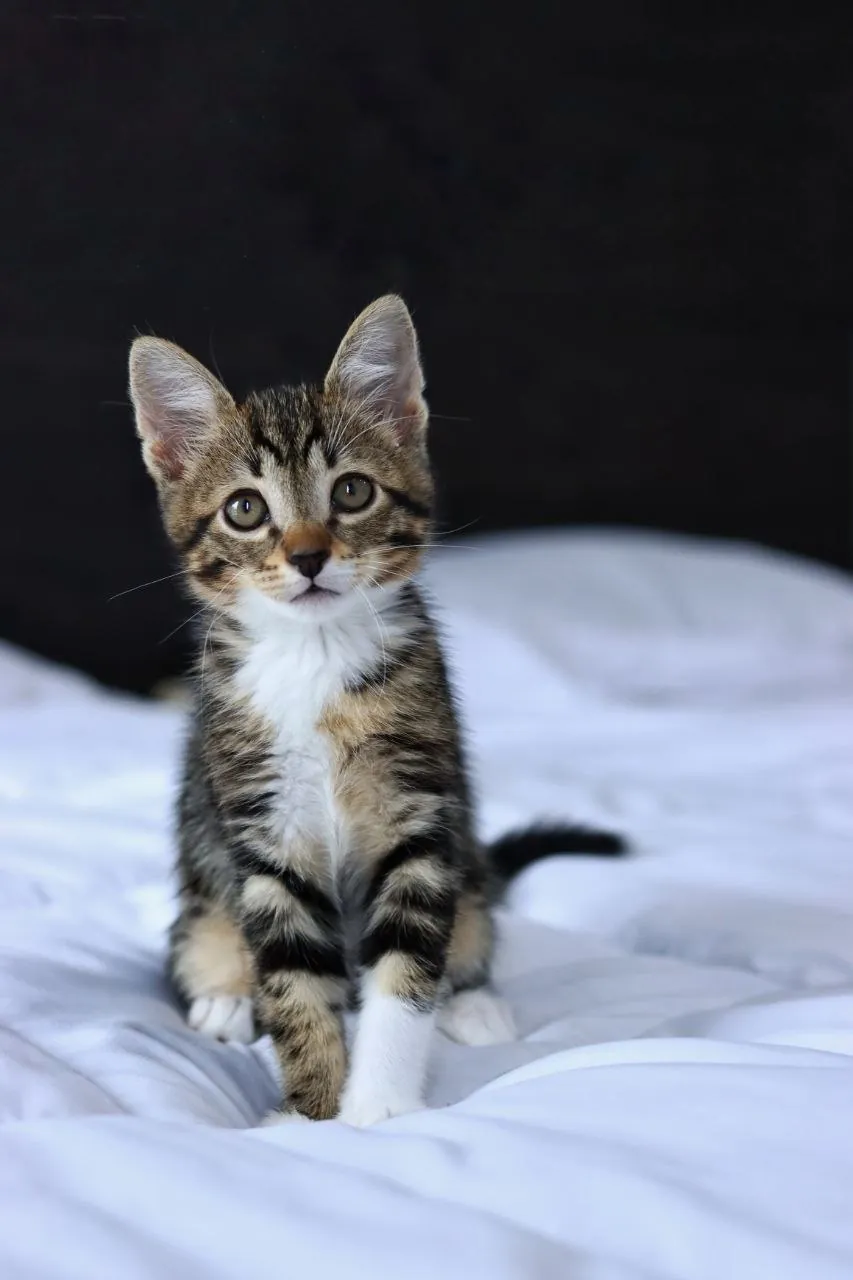 Котёнок Криспи ищет дом 2