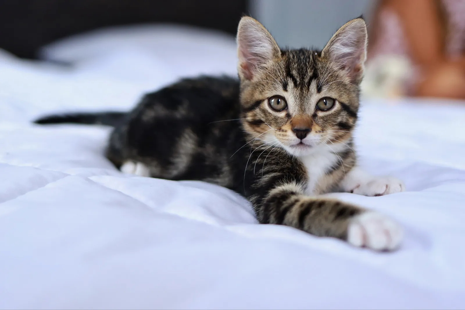Котёнок Криспи ищет дом 6