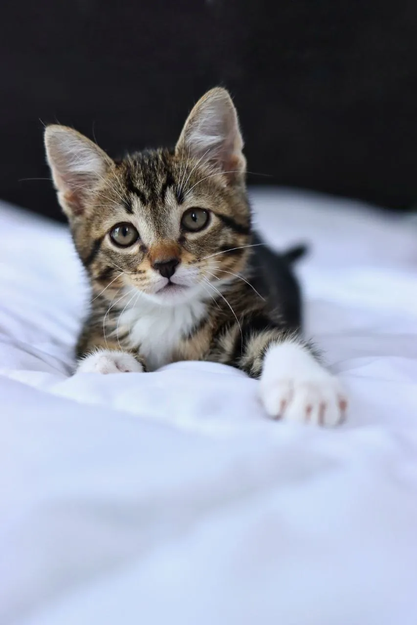 Котёнок Криспи ищет дом 5