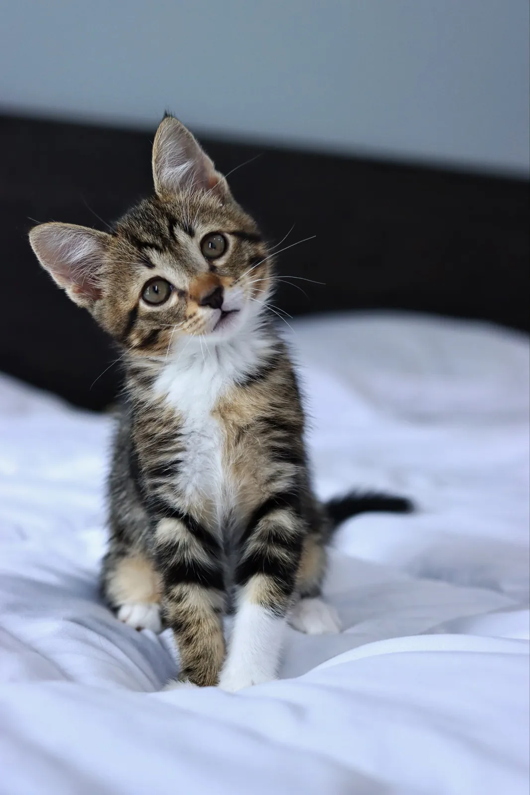 Котёнок Криспи ищет дом 3