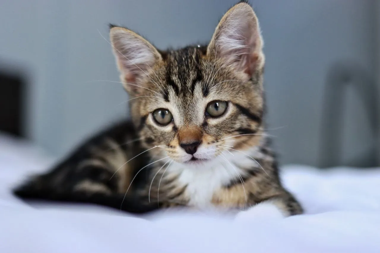 Котёнок Криспи ищет дом 7