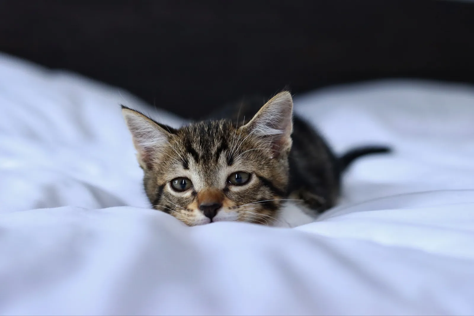 Котёнок Криспи ищет дом 4