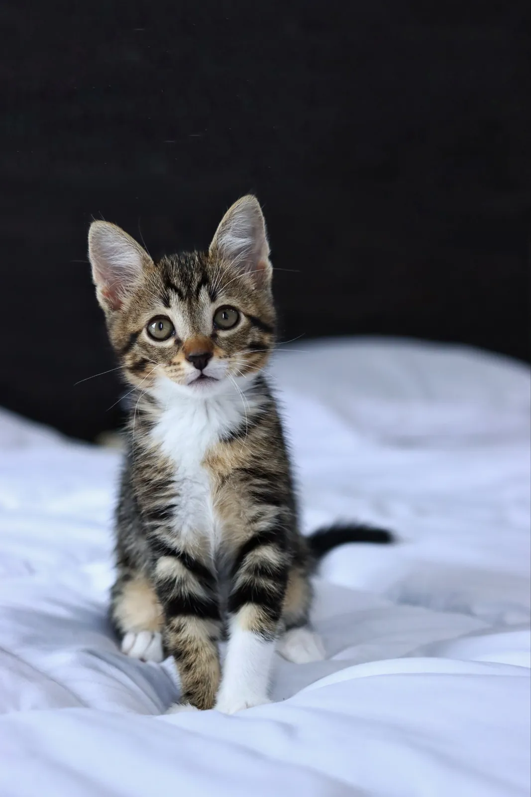 Котёнок Криспи ищет дом 1