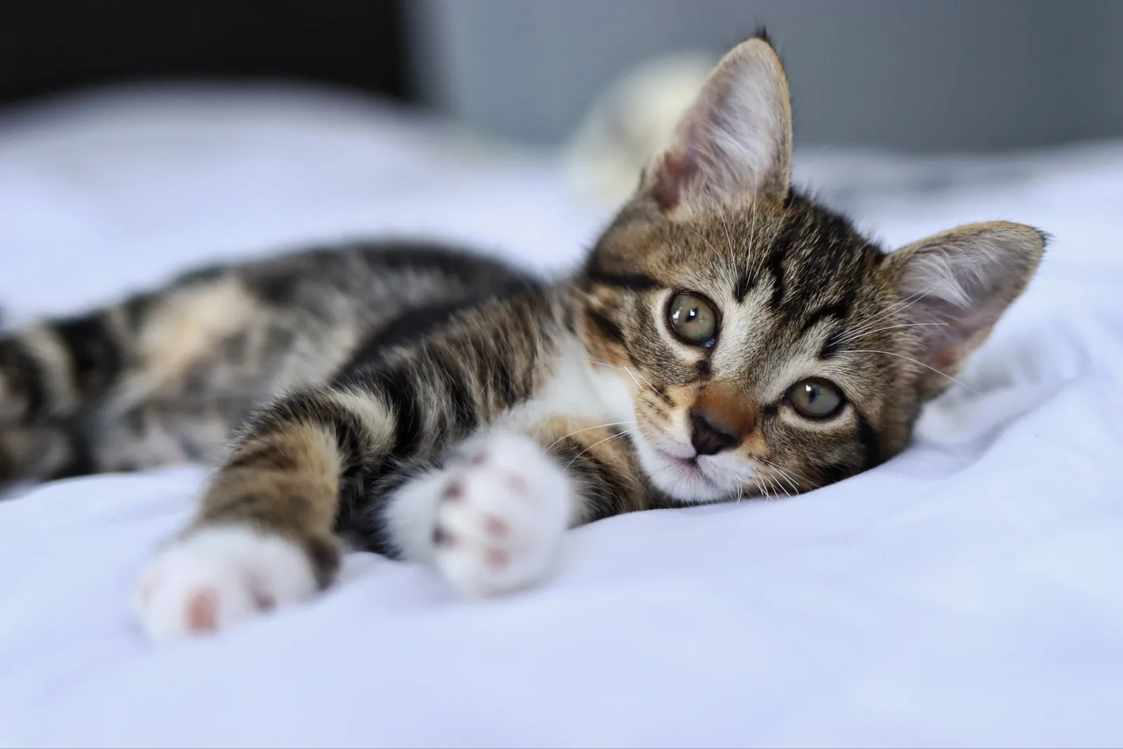 Котёнок Криспи ищет дом 8