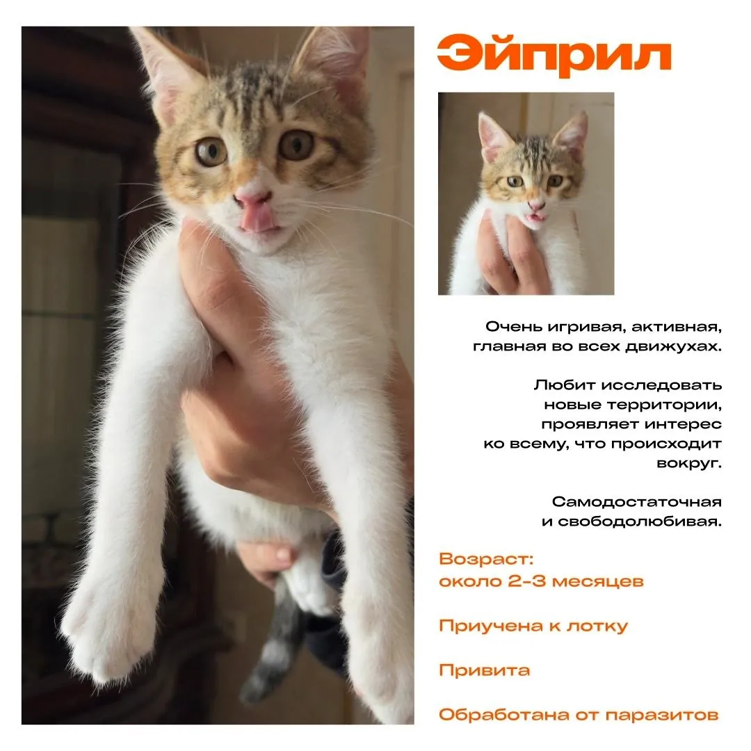 Миниатюра 2