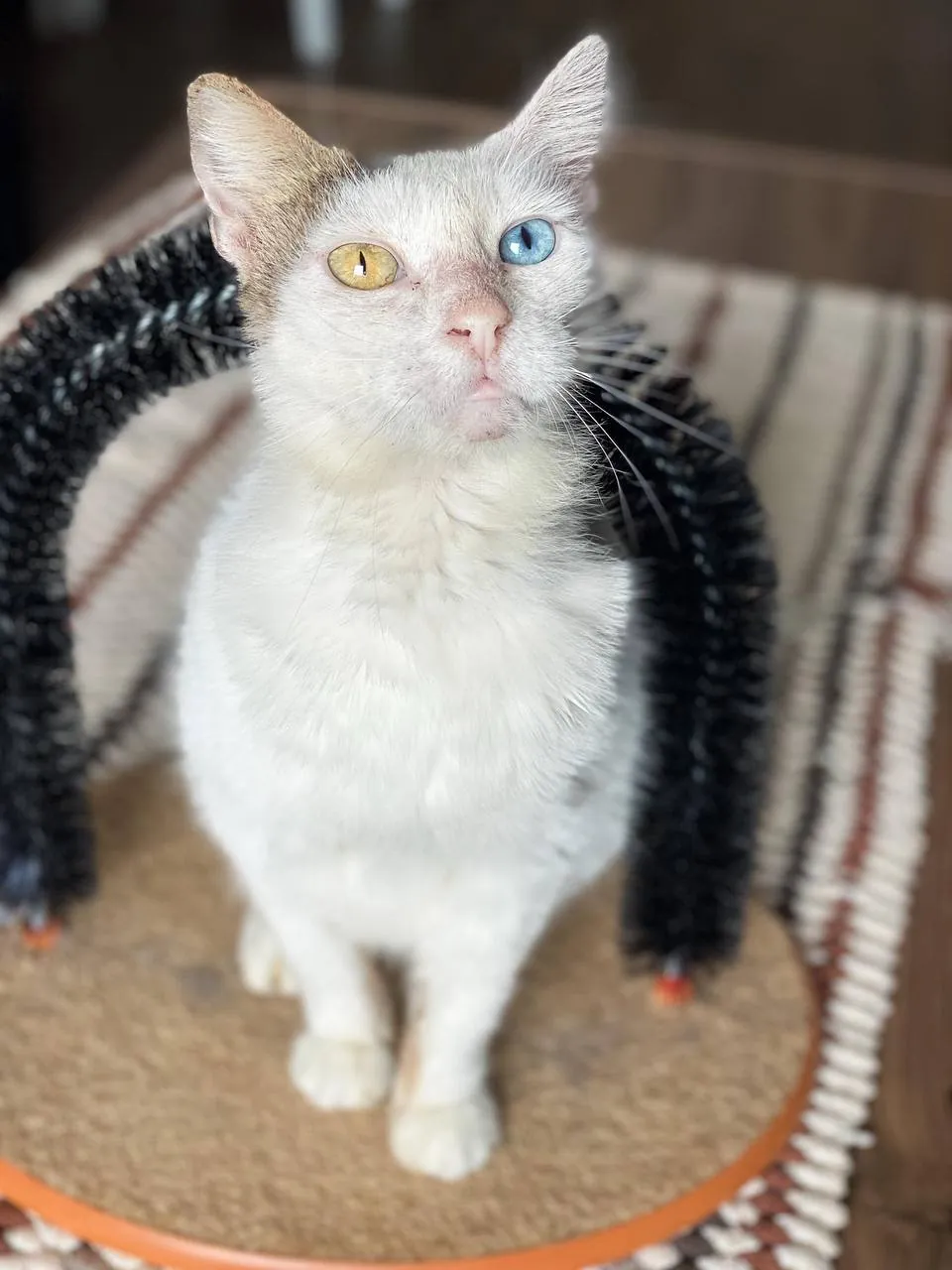Кошка Луми ищет дом 3