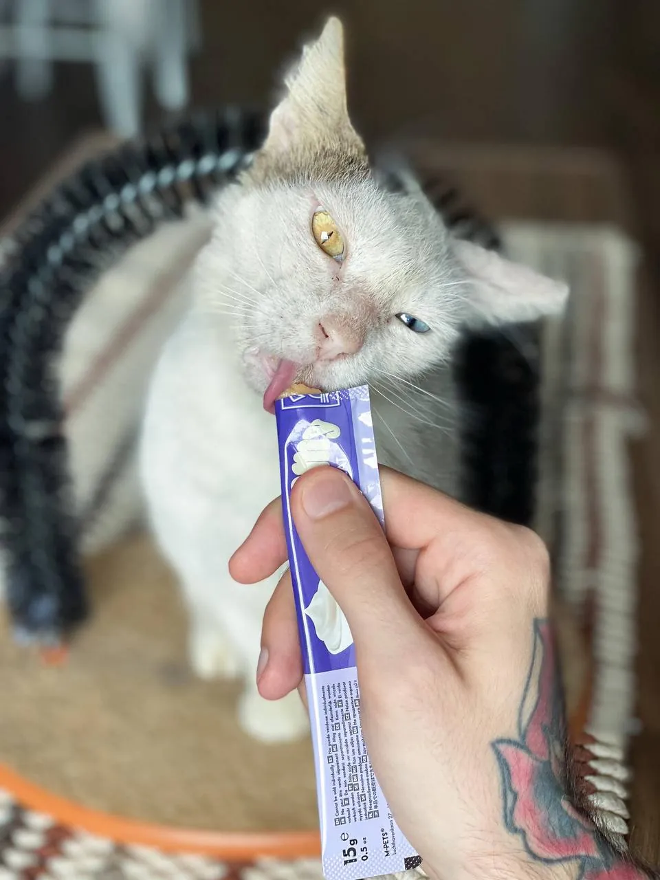 Кошка Луми ищет дом 6