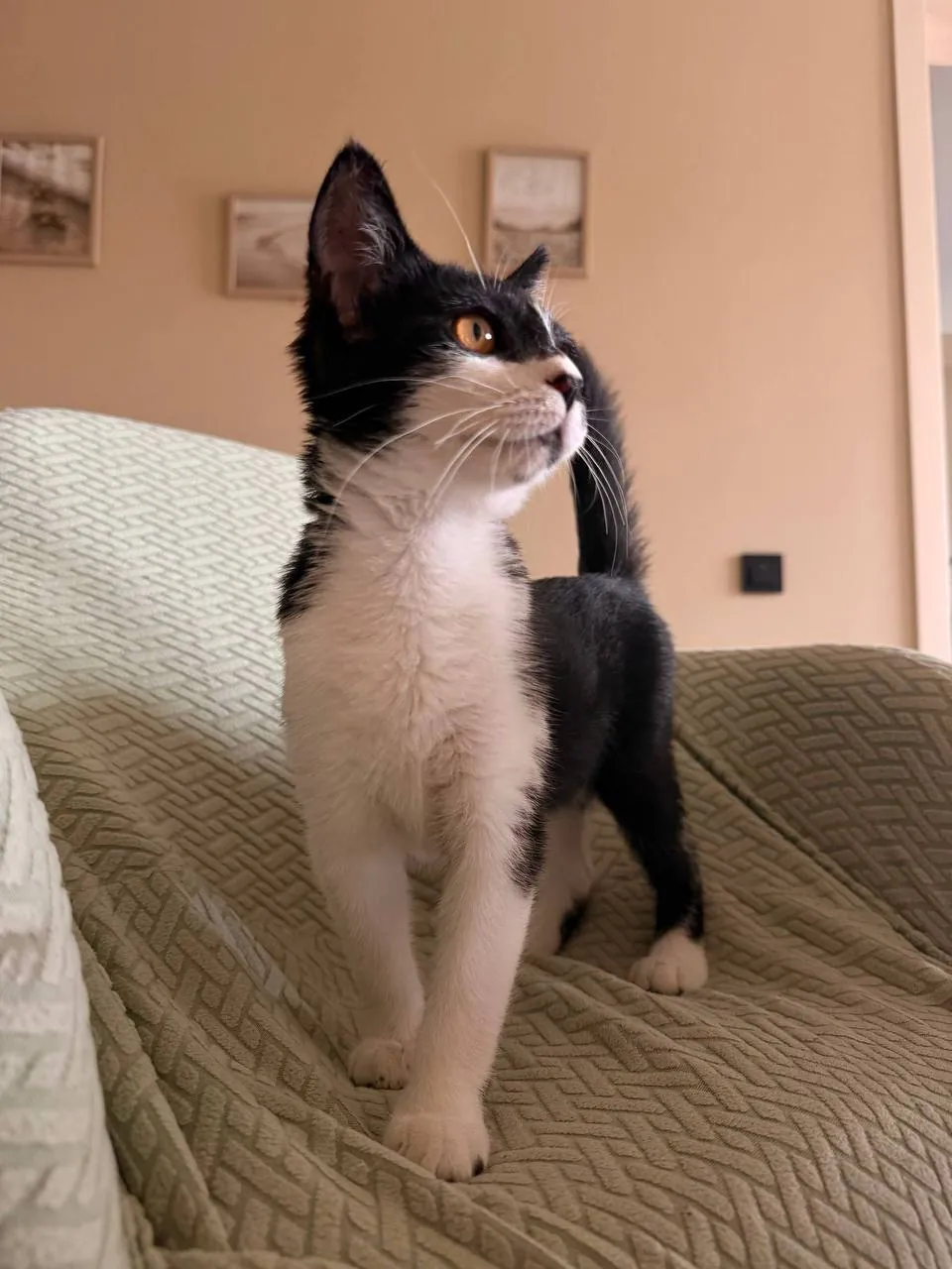 Котёнок Звёздочка ищет дом 2