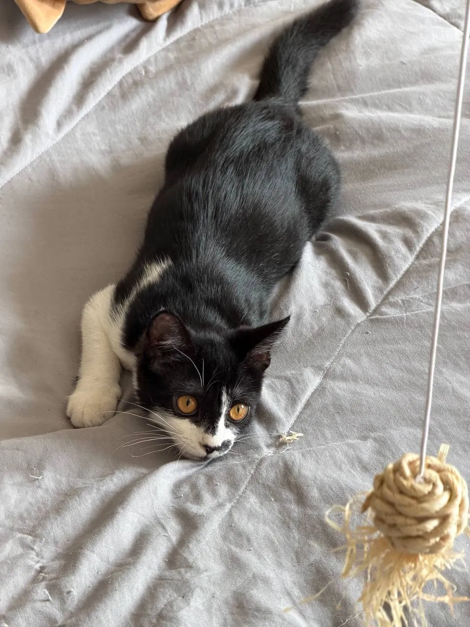 Котёнок Звёздочка ищет дом 4