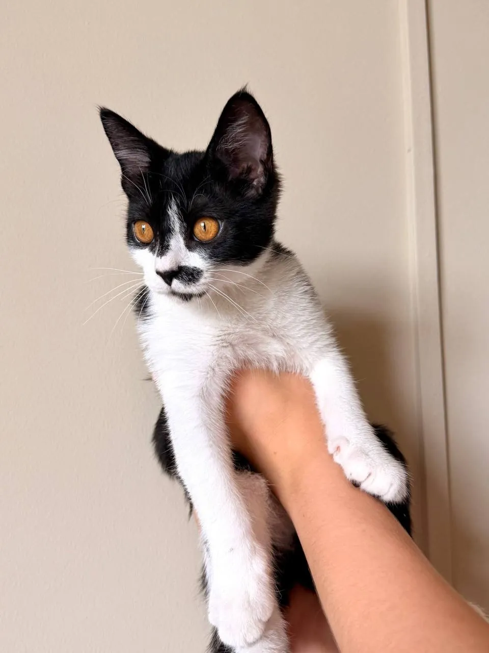 Котёнок Звёздочка ищет дом 3