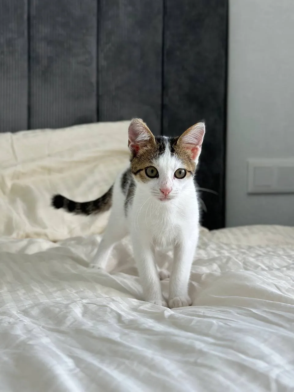 Котёнок мальчик ищет дом 2