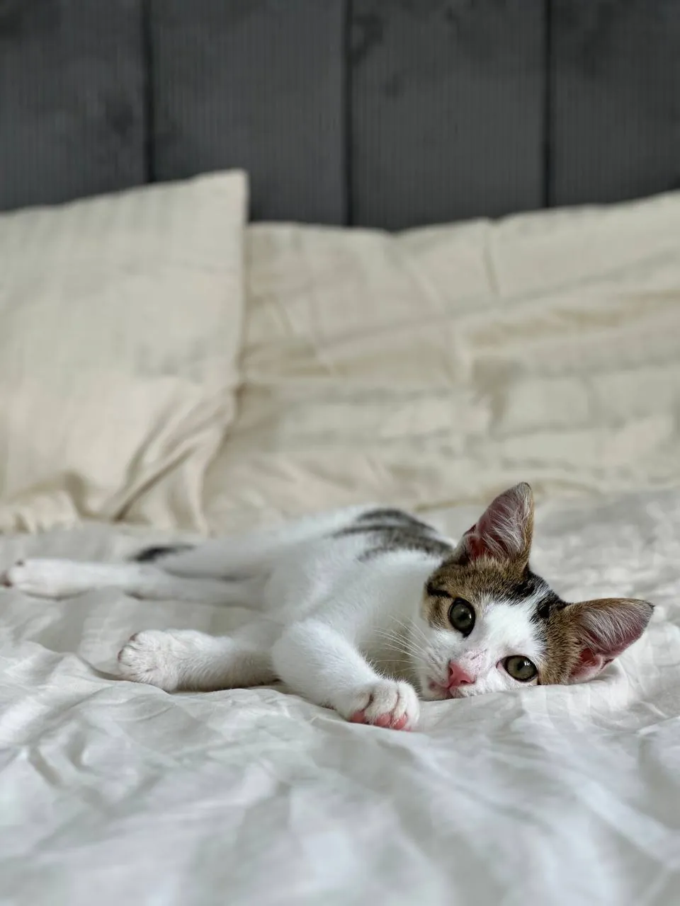 Котёнок мальчик ищет дом 5