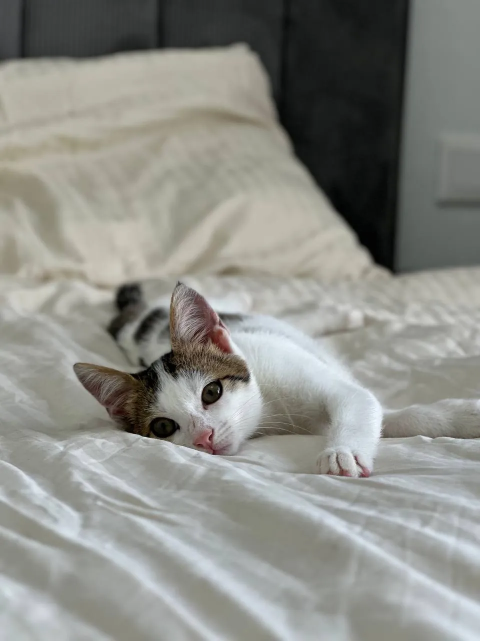 Котёнок мальчик ищет дом 3