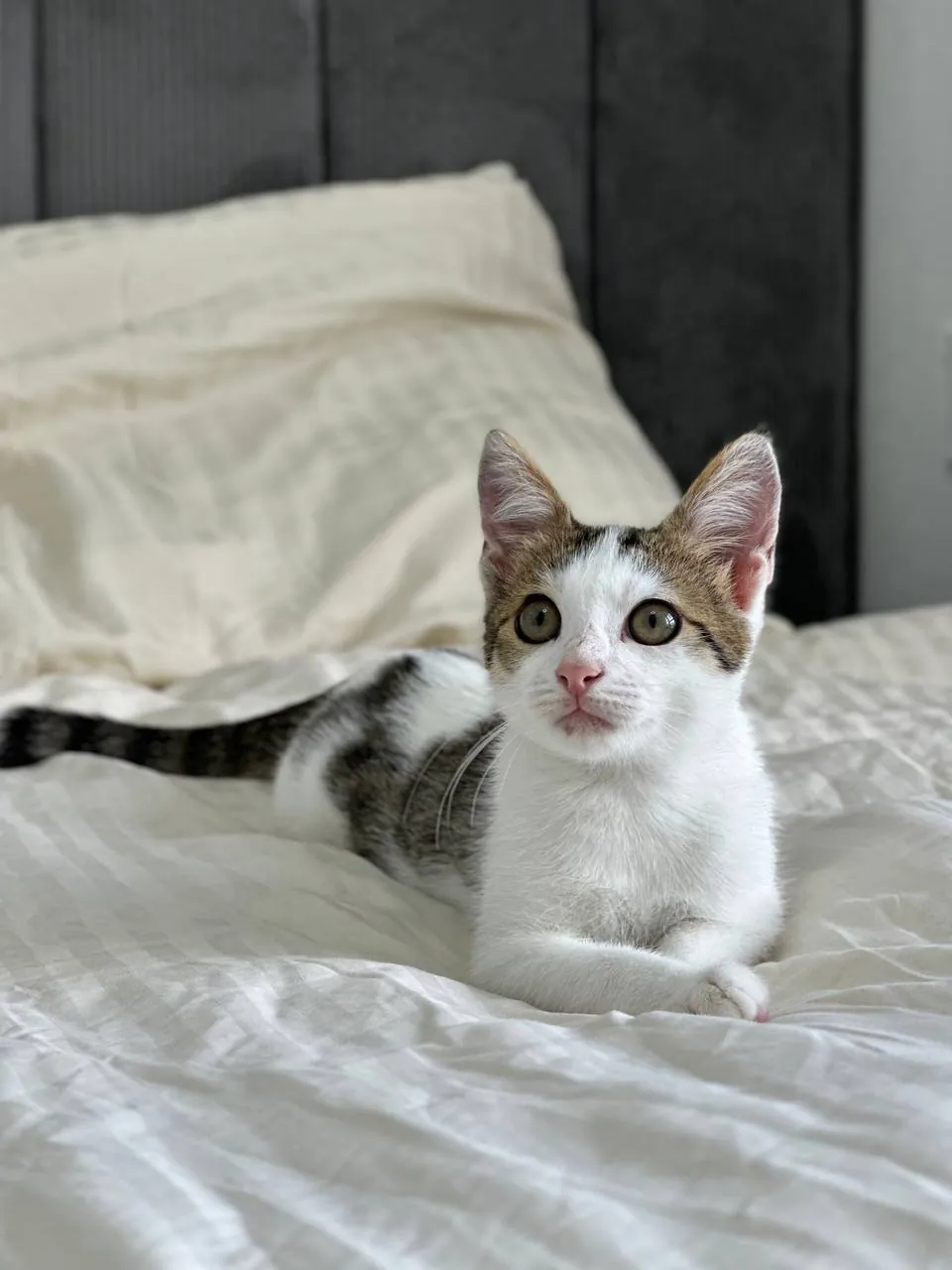 Котёнок мальчик ищет дом 4