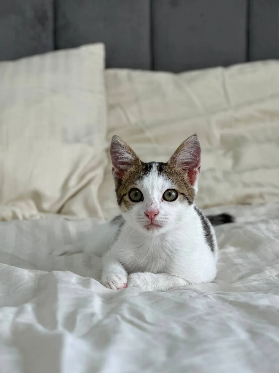 Котёнок мальчик ищет дом 6