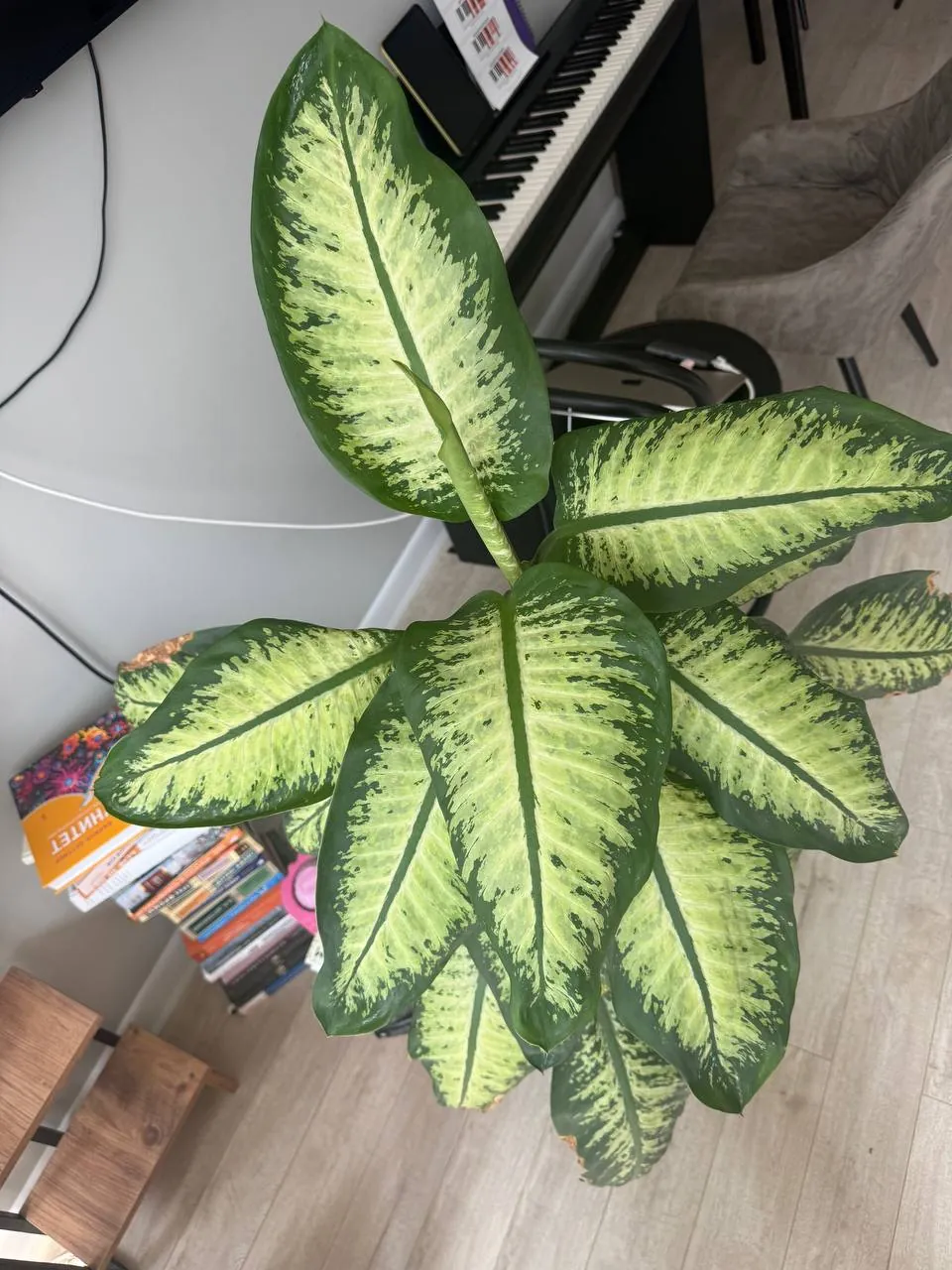 Диффенбахия крупная 160 см 2