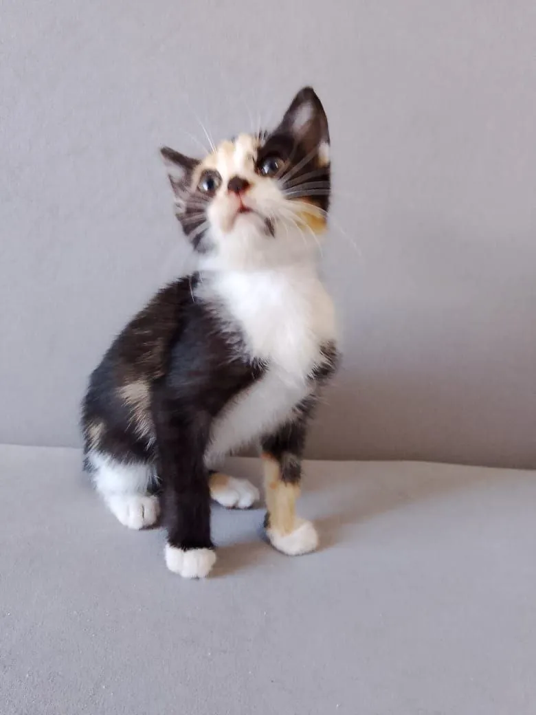 Котёнок Ариэль ищет дом 4