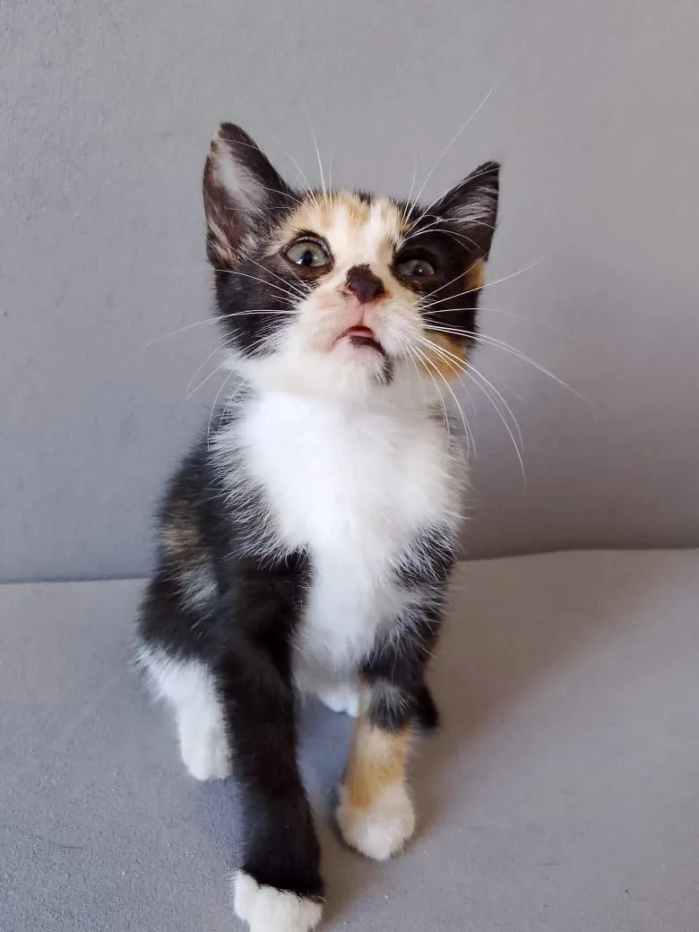 Котёнок Ариэль ищет дом 7