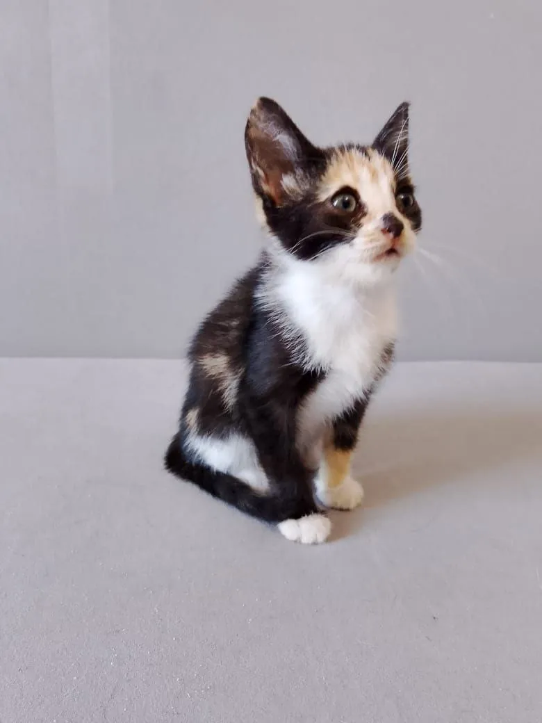 Котёнок Ариэль ищет дом 1